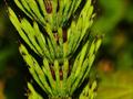 دُم‌اسب دشتی , common horsetail , علف هفت بند , Bottle-brush , Paddock-pipes 